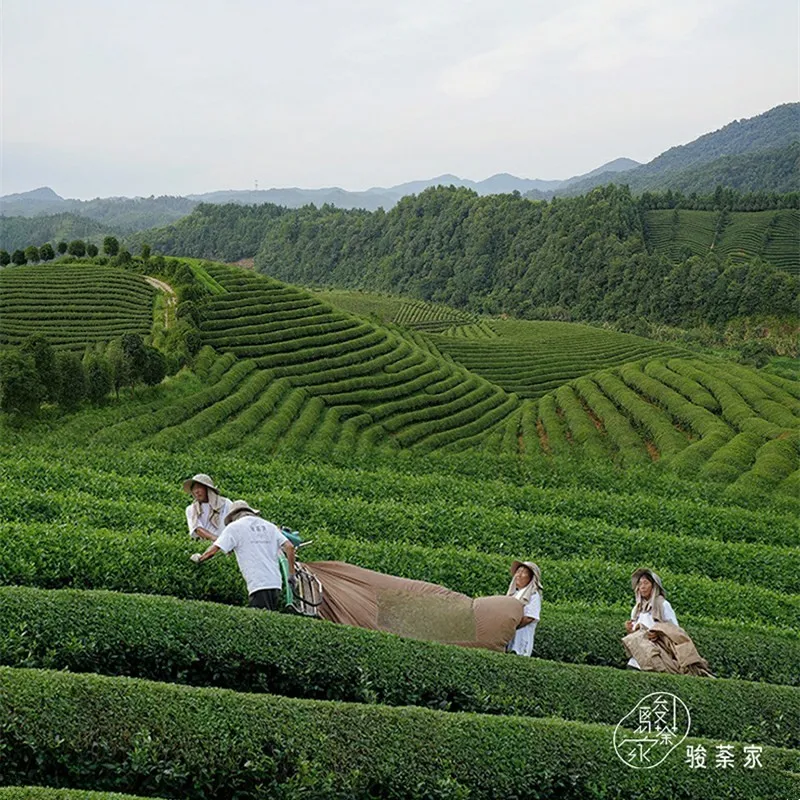 Fengqing Yunnan Black Tea suppliers